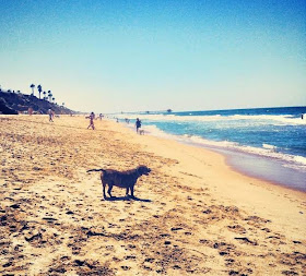 Huntington Beach Dog Park, Join the Gossip