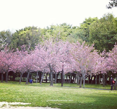 [http://FindWisata.blogspot.com] Taman Sakura Ternate, Destinasi Wisata Relaksasi dan Rekreasi Keluarga 