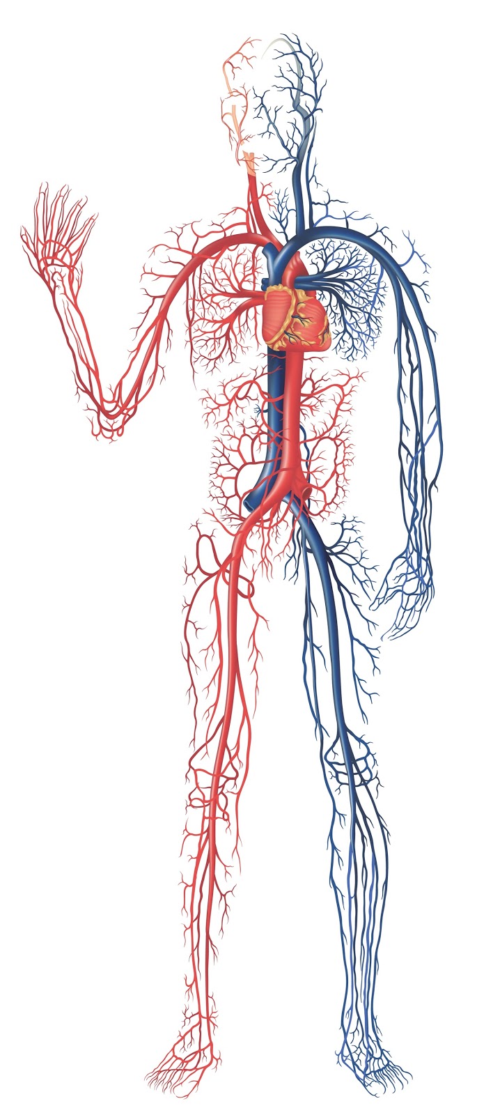 Digestive system of human body: Human Circulatory System ...