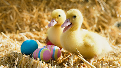 Ducklings pair,cute images