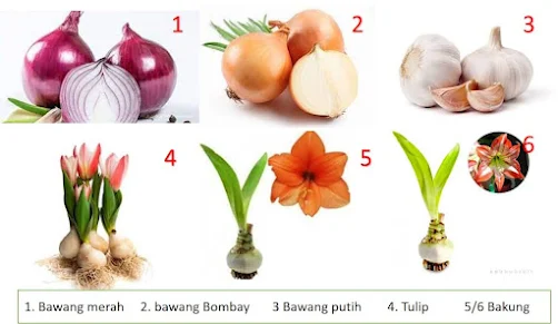 Umbi Lapis | contohnyaq adalah bawang merah, bawang putih, bawang bombay, bunga bakung, bunga tulip dll, umbi adalah bagian tanaman yang membesar dalam tanah sebagai tempat penyimpanan cadangan makanan, disebut umbi lapis karena umbinya berlapis-lapis dan tumbuh tunas ditengahnya. Pada imbi lapis tunas tumbuh diantara daun dan cakram.