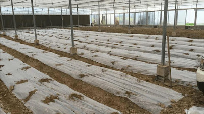 Agricultural Mulch Film