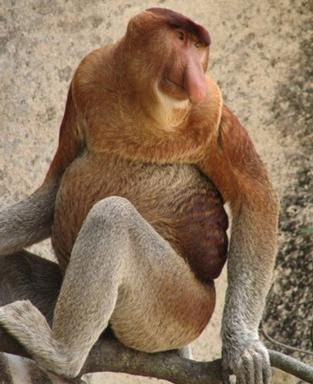 Proboscis Monkey