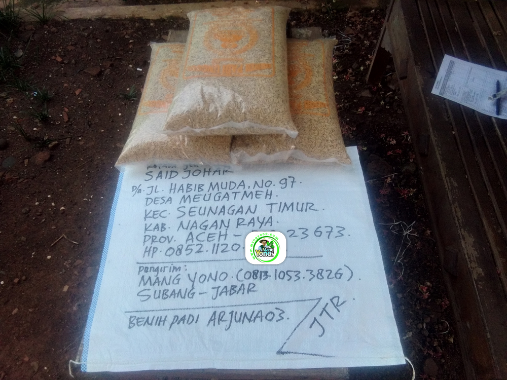 Benih Padi yang dibeli   SAID JOHAR Nagan Raya, Aceh.   (Sebelum packing karung).