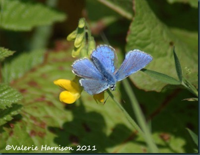 27-common-blue