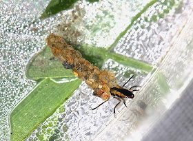 Caddisflies