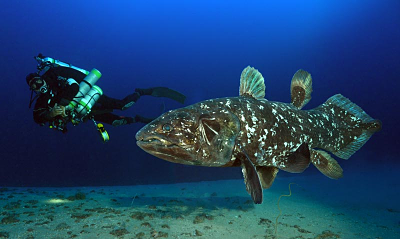 Ikan Hias Laut Langka