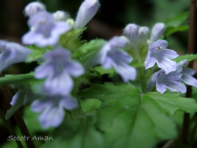 Ajuga japonica