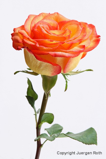 http://juergen-roth.artistwebsites.com/art/all/roses/all