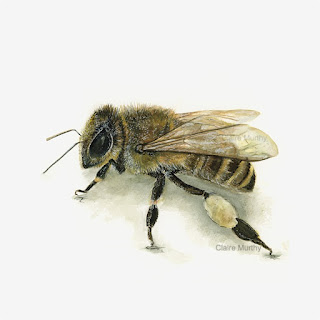 Painting of a honey bee by Claire Murthy