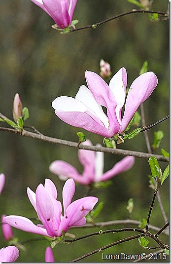 Magnolia Jane2