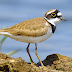 Little Ringed Plover