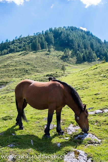 Pferd auf der Alm