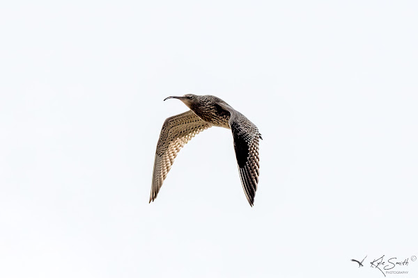 Curlew