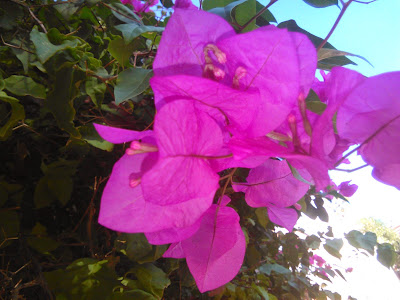 bouganvillea glabra