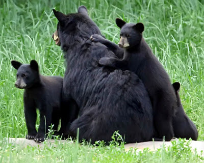 Black Bear Family