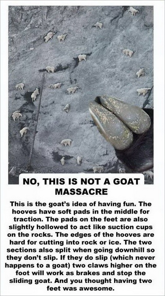 facts about the goat -2147483648
