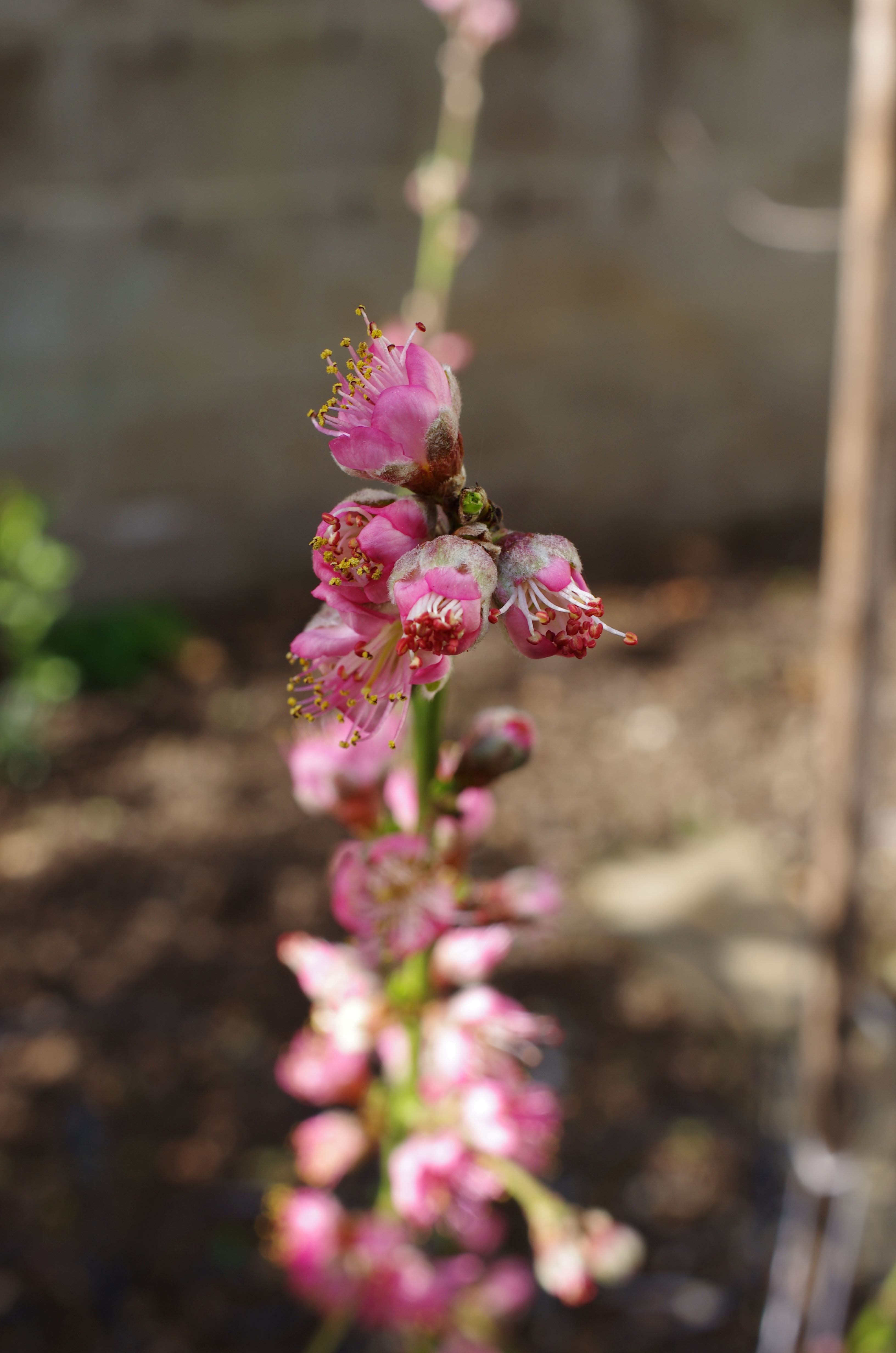 Santa Barbara peach blossoms