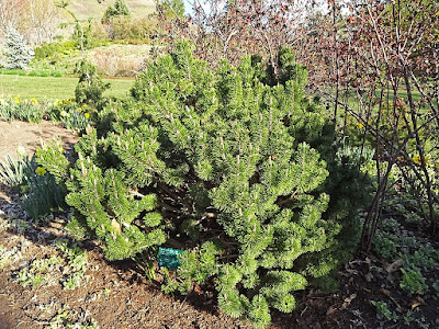 Pinus mugo - Dwarf Mountain Pine care and cultivation