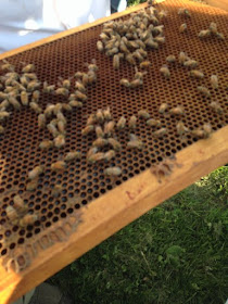 bees on honeycomb