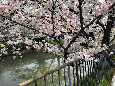 【寝屋川市】幹線用水路の桜（大阪みどりの百選）