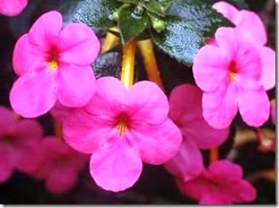 clip_image008