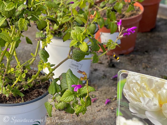 ミツバチが花の蜜を集めいている様子