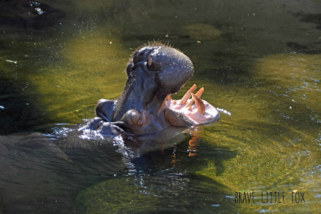 Flusspferde Erlebnis-Zoo Hannover