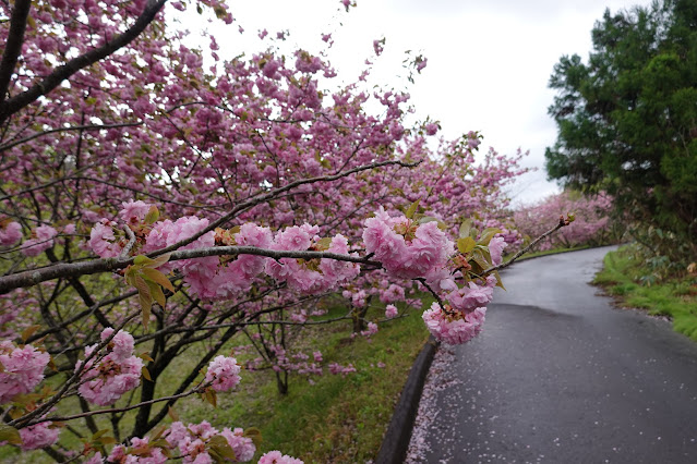 鳥取県西伯郡伯耆町小林 マウンテンストリームきしもと ヤエザクラ（八重桜）