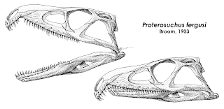 Proterosuchus kafatası