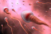 Pahami Waktu Regenerasi Sperma agar Pasangan Mudah Hamil