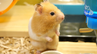綺麗なパソコン 壁紙 ハムスター 最高の壁紙コレクション 綺麗なパソコン 壁紙 ハムスター 最高の壁紙コレクション