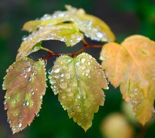 Beautiful HD Water Drops Photos