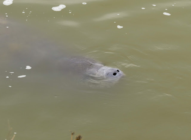 Manatees - Merritt Island, Florida