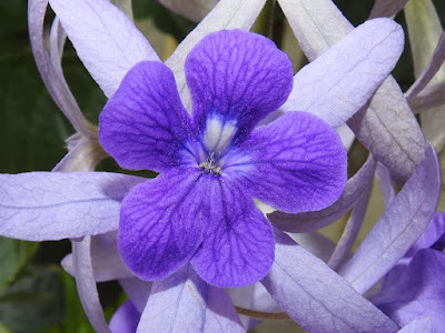 藍花藤的花