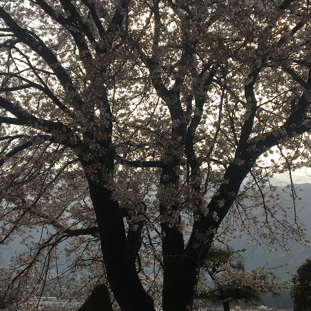 桜の木の写真　田舎の風景写真