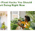  6 Indoor Plant Hacks You Should Start Doing Right Now