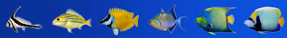 DigiFish+Aqua+Real+2+v1.04+queen+angelfish