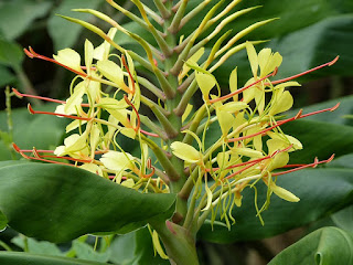 Hedychium gardnerianum - Longose à fleurs jaunes