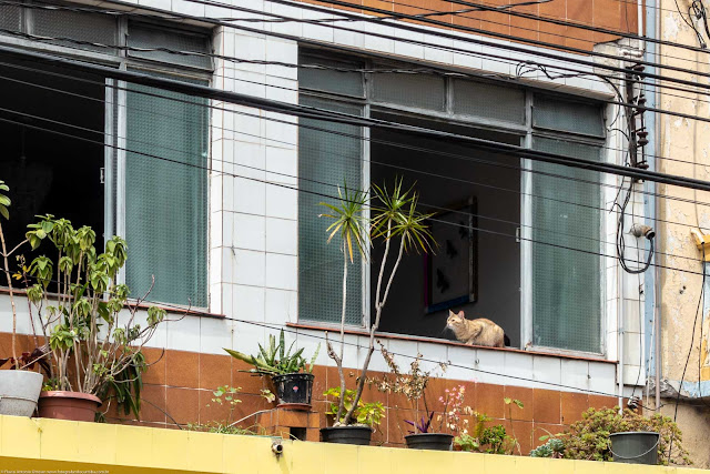 Gato na janela de um sobrado