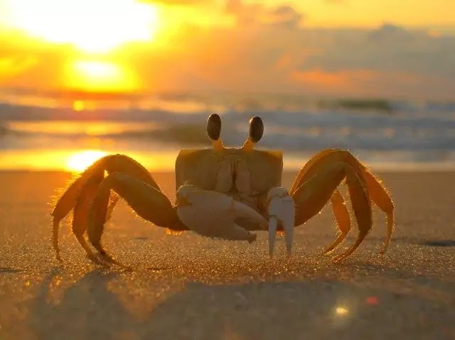 केकड़ा (Crab) : वर्गीकरण, लक्षण, चित्र का वर्णन|hindi