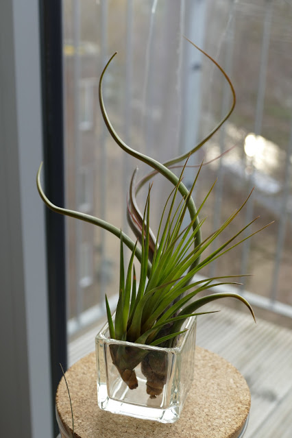 Craftmoor Review, airplants uk, air plant decor uk, air plant decoration buy, air plant decorations uk, how to decorate air plants, how to care air plants, air plant decoration