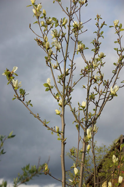 Magnolia jaune, petit arbre, fleurs printemps, arbres de jardin