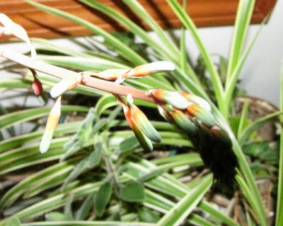 Gasteria maculata blooms and tip