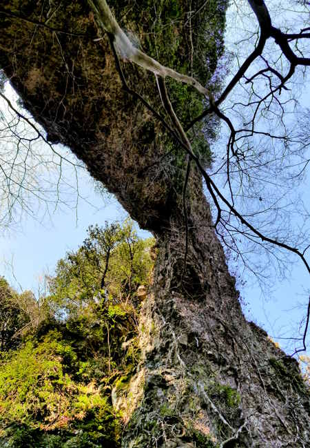 Old tree on Shodoshima.