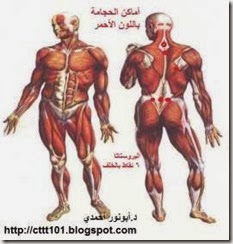 Prostate Hijama positions