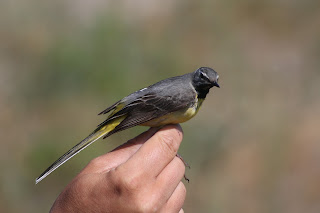 Male Grey Wagtail