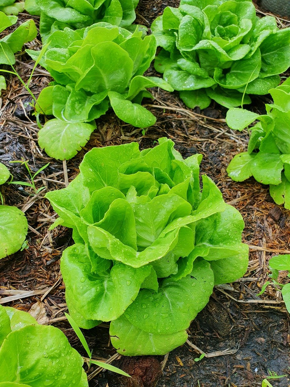 Lettuce (Lactuca sativa) is a leafy green vegetable with various types, including crisphead, romaine, butterhead, and loose-leaf varieties. Characterized by tender leaves, lettuce has a mild, slightly sweet flavor and is commonly used in salads, sandwiches, and wraps.