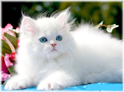 top 10 beautiful cats 2016