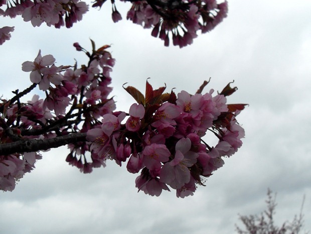 forårsblomster